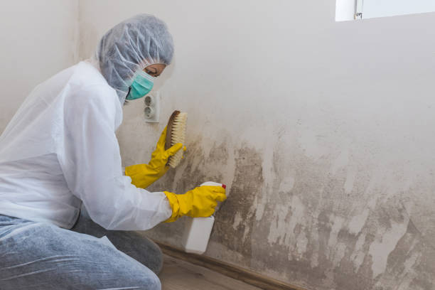 Best Toxic Mold Removal  in Watertown, FL