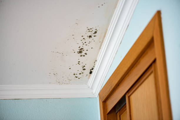 Mold Removal and Inspection in Watertown, FL