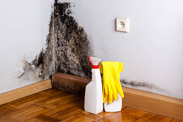 Best Toxic Mold Removal  in Watertown, FL