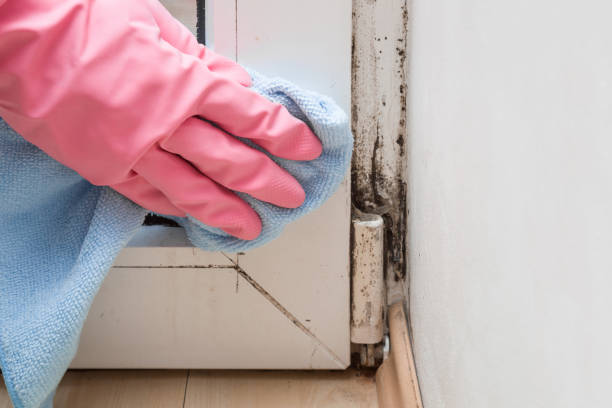 Best Affordable Mold Removal  in Watertown, FL